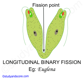 Longitudinal binarry fission, Sexual reproduction in Paramecium, Asexual reproduction in Paramecium, Phylum protozoa reproduction